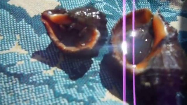 Животные Черного моря у берегов Равды, Болгария. смотреть онлайн