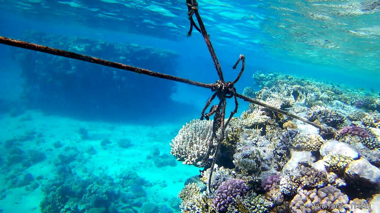 Красное море кораллы 2019 смотреть онлайн