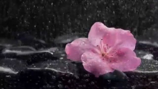 Д.Виноградов_?САКСОФОН?-читает_НАДЕЖДА_ФЕСАЙ.mp4 смотреть онлайн