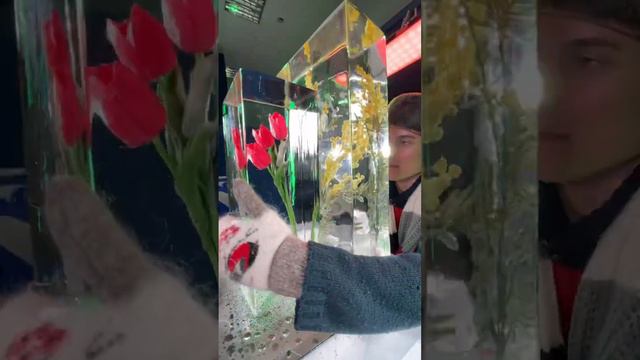 МИМОЗЫ И ТЮЛЬПАНЫ НА КАКОЙ ПРАЗДНИК ДАРИЛИ? #пестравский #мимоза #тюльпаны #цветы #праздник смотреть онлайн