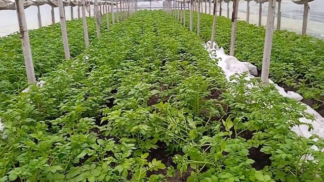 Ранний картофель 31.03.2023. Подкармливаем препаратом Бенефит для роста клубня. смотреть онлайн