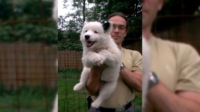 Якутская лайка. Плюсы и минусы, Цена, Как выбрать, Факты, Уход, История смотреть онлайн