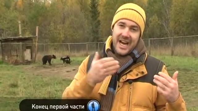 Планета собак Русско европейская лайка Вологодская область смотреть онлайн