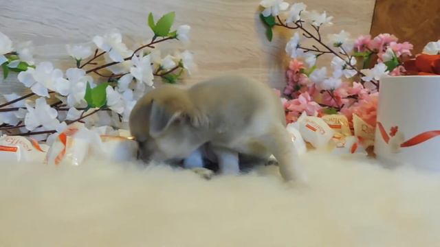 ЧИХУА - ДЕБОРА ДОМИНИЧИ ( МАРИ МИСТИК ) ПРОДАЖА ЩЕНКОВ смотреть онлайн