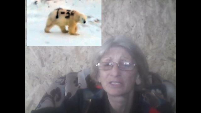 Белый медведь с надписью "Т-34" на боку попал на видео смотреть онлайн