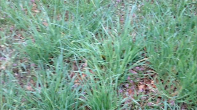 WILD Asparagus смотреть онлайн