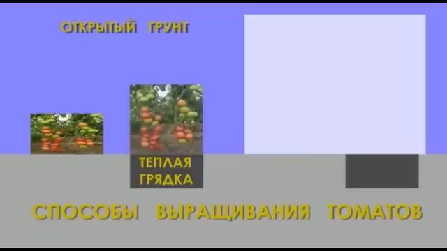 Выращивание томатов – способы смотреть онлайн