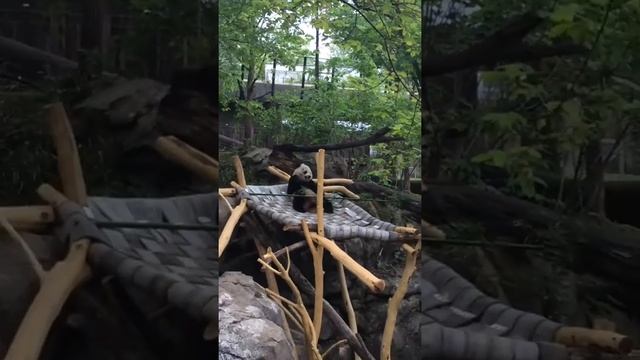 Зоопарк, Вашингтон, США смотреть онлайн