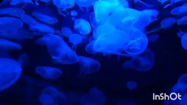 СУДЬБА РОЖДЕННЫХ 20 ОКТЯБРЯ┃ОСОБЕННОСТИ #гороскоп #день #судьба #октябрь #особенности #удача #успех смотреть онлайн