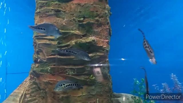 Океанариум в городе Краснодар смотреть онлайн