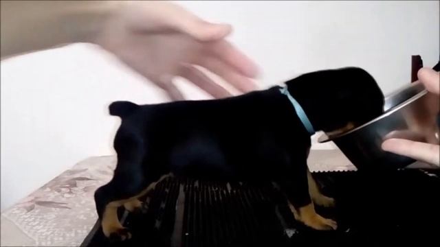 Презентация помёта . смотреть онлайн