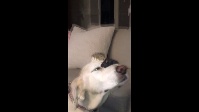 Пёс и хомяки смотреть онлайн