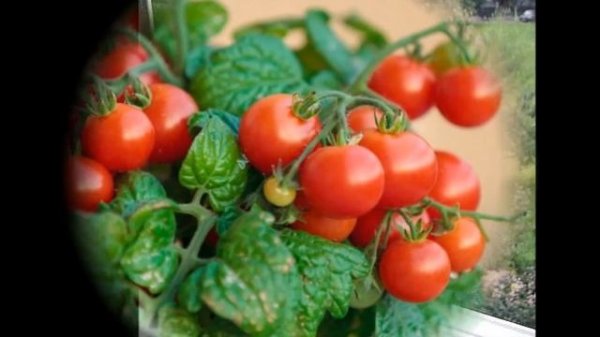 Помидоры Черри на балконе - фото - 2018 / Cherry tomatoes on the balcony /Kirschtomaten