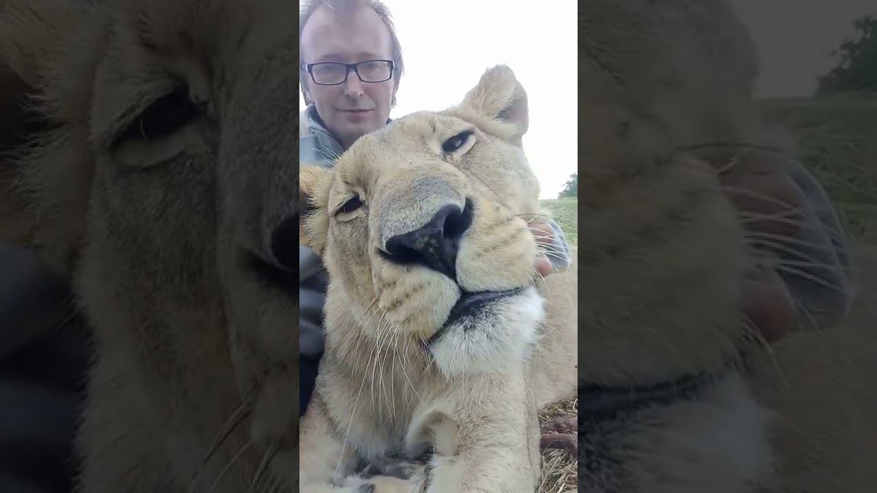 Львица Триша склонна к полноте Lioness Trish is prone to eating too much. смотреть онлайн