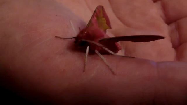 ピンクの蝶 Pink butterfly розовая бабочка 粉红色的蝴蝶 papillon rose étonnant смотреть онлайн