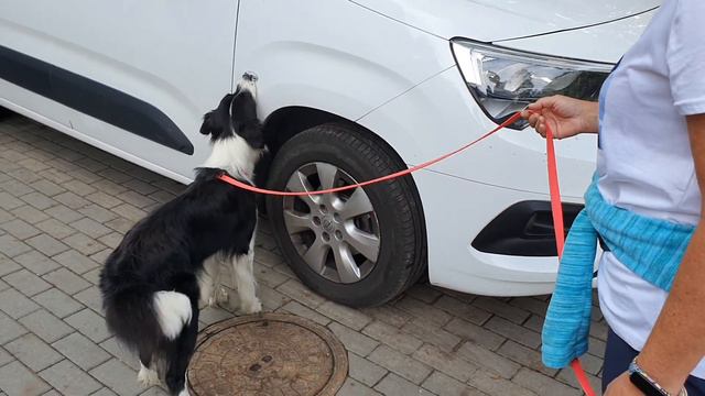 Nosework, pojazdy, klasa 0, Zielona Góra 10.09.2022, Magda i Bajka смотреть онлайн