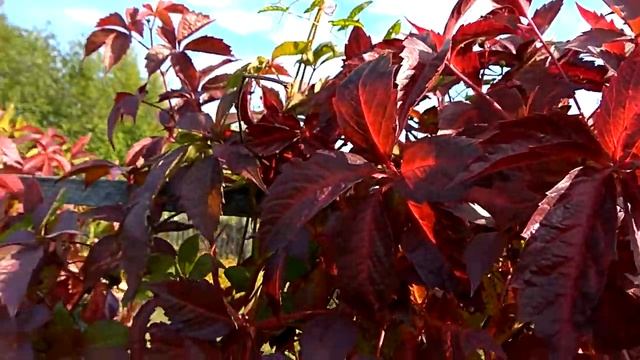 Девичий виноград. Сад ORION смотреть онлайн