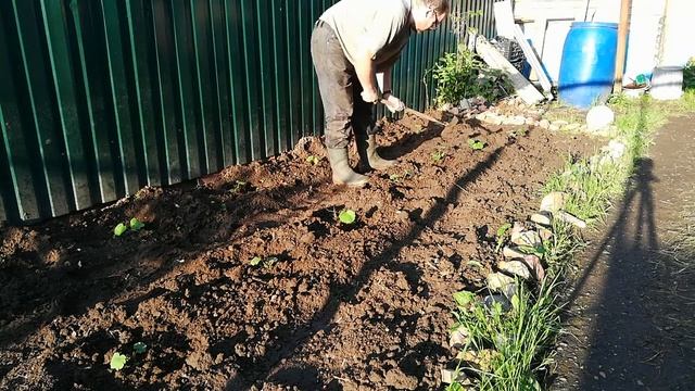 Рыхление почвы. Окучивание рассады. смотреть онлайн