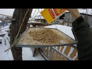 Доброе утро и корм для синичек зимой