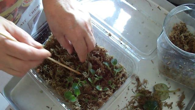 100. Spagnum İle Minik  Menekşeleri  Şaşırtıyoruz. Don't Confuse Tiny Violets With Sphagnum Moss.