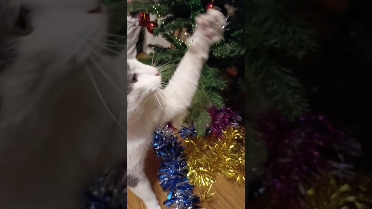 Кот играет с ёлкой#кот #christmas #мурзик #ёлка #новыйгод #питомец #лайк смотреть онлайн