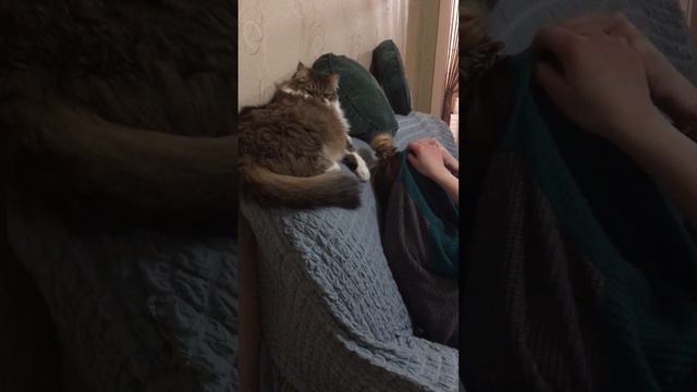 Сибирский кот Потап. Пытается сделать причёску смотреть онлайн