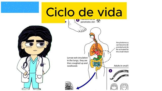 UNCINARIASIS | ANCYLOSTOMA DUODENALE Y NECATOR AMERICANUS смотреть онлайн