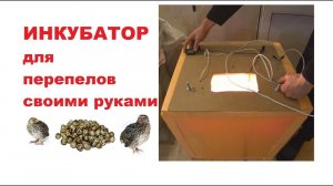 ИНКУБАТОР для перепелов своими руками