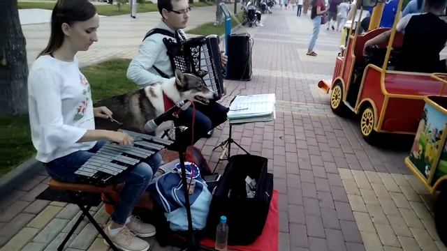 Лисичка Певичка