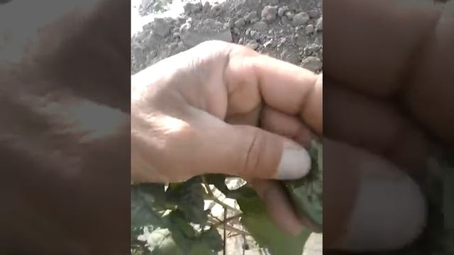 Применение «Цитогумат» с инсектицидом на полях хлопчатника. 1 часть. смотреть онлайн