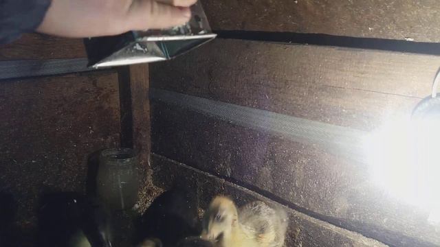 Гуси занеслись #УРААА // Обзор хозяйства в марте / смотреть онлайн