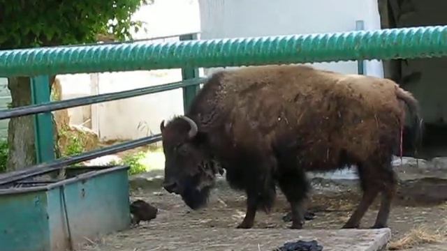 bizon2 смотреть онлайн