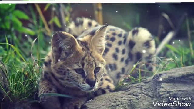 Сервал.#Дикие_кошки_в_доме# Tiger cat-Serval.#Wildcats_in_the_house# смотреть онлайн