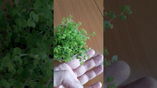 Солейролия (Гелксина) золотистая (Код 23-21) смотреть онлайн