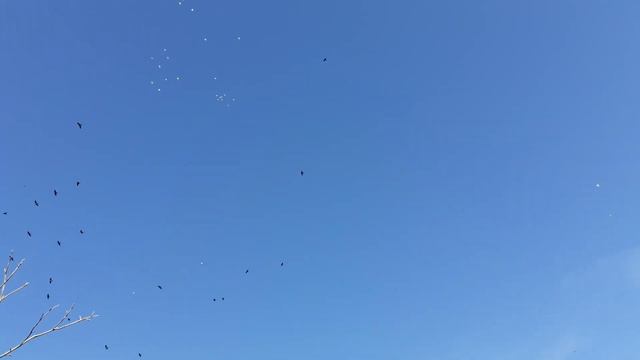 Пермские голуби смотреть онлайн