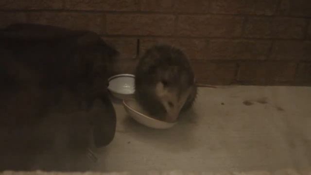 Virginia opossum (Didelphis virginiana) visiting our home in Mississauga смотреть онлайн