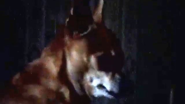 Той терьер воет как волк смотреть онлайн