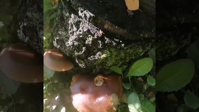 шиитаке-грибы на даче (моя дача) #shorts смотреть онлайн