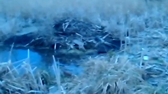 Бобры живут во дворе дома смотреть онлайн
