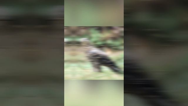 Странная логика в названиях животных смотреть онлайн