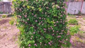 Секрет обильного цветения княжика