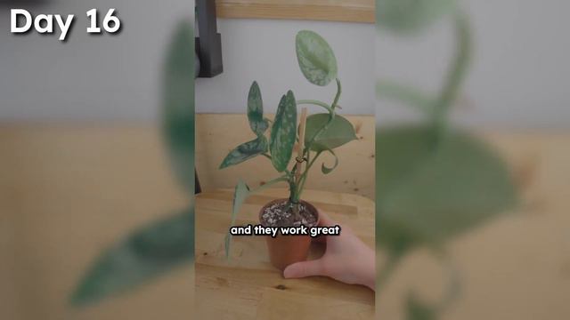 28 February Plant Tips (Compilation)