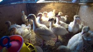 Лучшая подстилка для индюшат