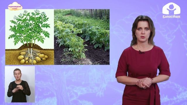 Родиноведение 2 класс / Дары нашей земли / ТЕЛЕУРОК 2.12.20 смотреть онлайн