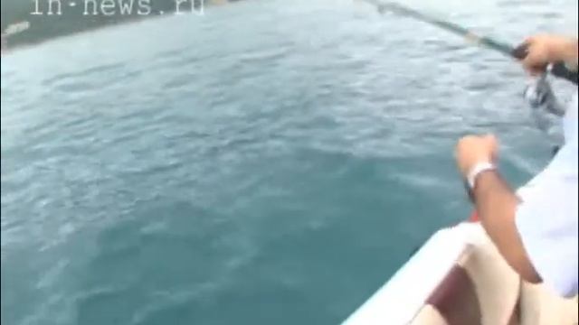 Енот (ВЦС от 20.06.14) смотреть онлайн