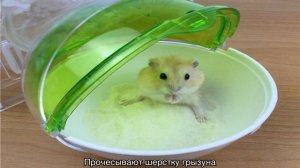 Как купать хомяка в домашних условиях — подробная информация
