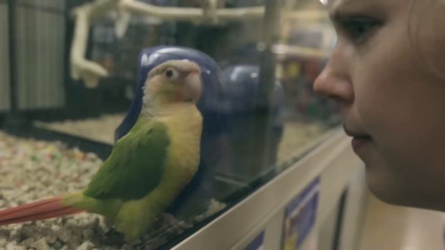 Waters of March (Aguas de Março) - Nataly Dawn & Carlos Cabrera смотреть онлайн