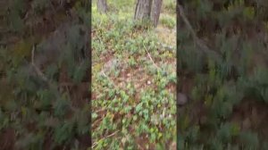 Вересковая земля. поиск