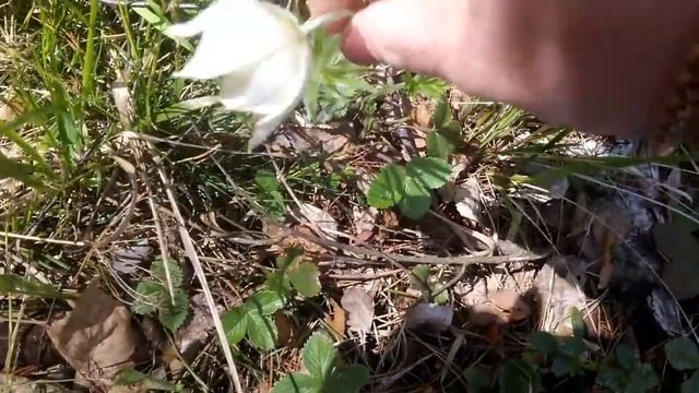 #ВЛОГ#Снова удивляюсь уральской весне)))#высокие грядки-это удобно