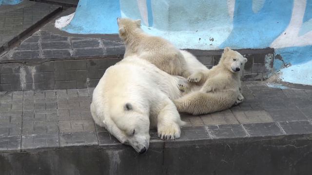 Герда хотела отдохнуть, а медвежата решили поиграть на маме. 17.05.2023 смотреть онлайн
